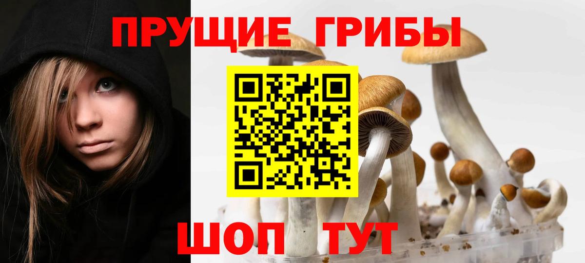 Псилоцибиновые грибы Cubensis Новочеркасск